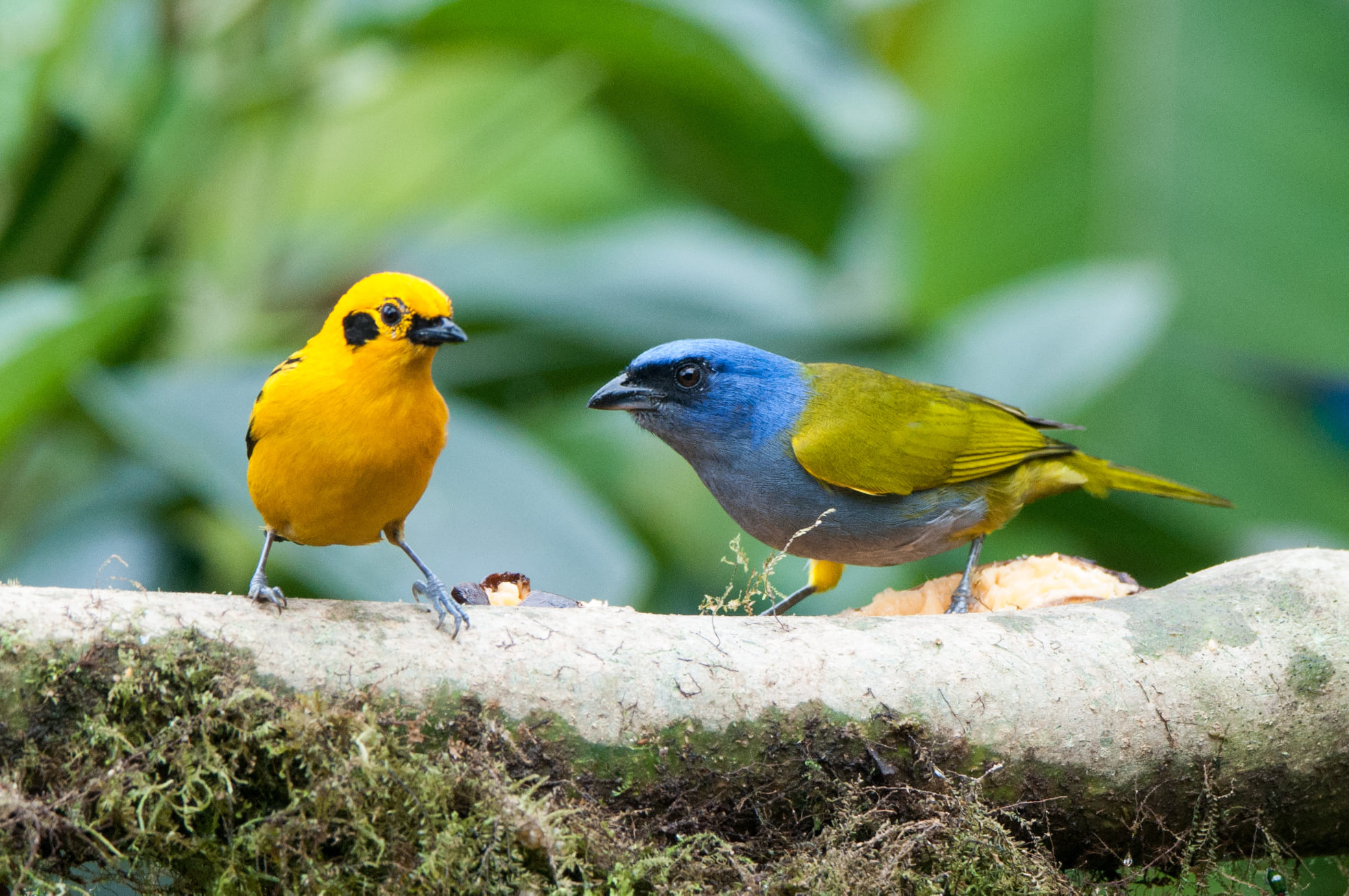Blue-capped Tanager at Balcon Tumpiki